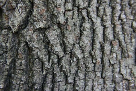 Bark of a mature tree Tree Bark Texture, Pine Bark, Plant Images, Sugar Maple, Maple Tree, Social Engagement, Tree Bark, Pattern Drawing, Chronic Pain