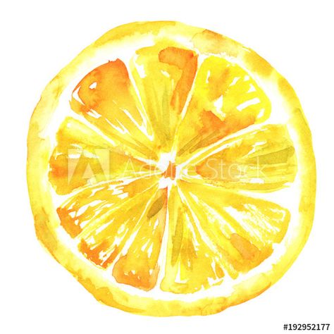 Watercolour Lemon, Lemon Drawing, Orange Slice, Watercolor Fruit, Arte Sketchbook, White Stock, Banner Printing, Fruit Art, Food Drawing