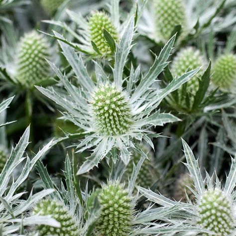 Pastel Bed, Green Thistle, White Thistle, Thistle Plant, Stem Flowers, White Winter Wedding, Green Hydrangea, Thistle Flower, Scottish Thistle