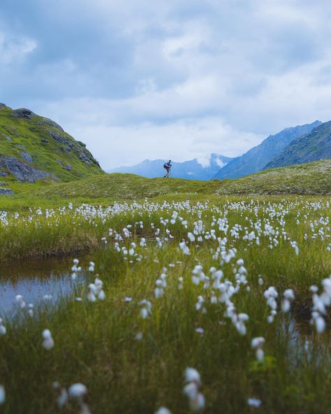 Endless Field, Fields Of Flowers, Flower Field, The Expanse, Walking, Natural Landmarks, Flowers, Travel, Instagram