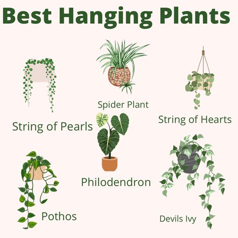 House Plants Flowers, Plant Placement In Home, Plant Beginner, Best Hanging Plants, Hanging Plant Ideas, Safe House Plants, Plants And Gardening, Household Plants, Plant Care Houseplant