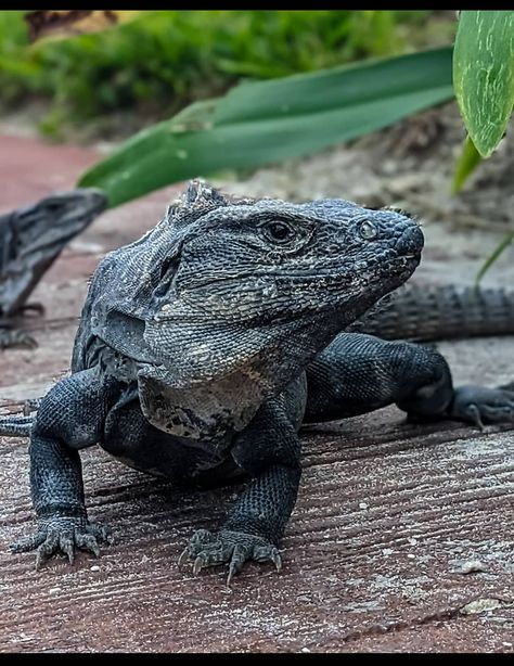 A big lizard Big Lizard, Green Lizard, Images Of Animals, List Of Animals, Animals Images, Quality Images, Reptiles, High Quality Images, Being Ugly