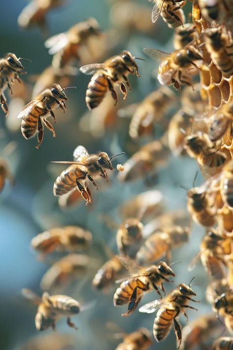 Journey into the heart of the hive and uncover the secrets behind why bees perish after delivering a sting. Gain insight into the evolutionary pressures that shape this behavior and the vital role it plays in bee society. I Love Bees, Bees And Wasps, Bee Farm, Bee Keeper, Guy Best Friends, Bee Sting, Beautiful Bugs, The Hive, Stinger