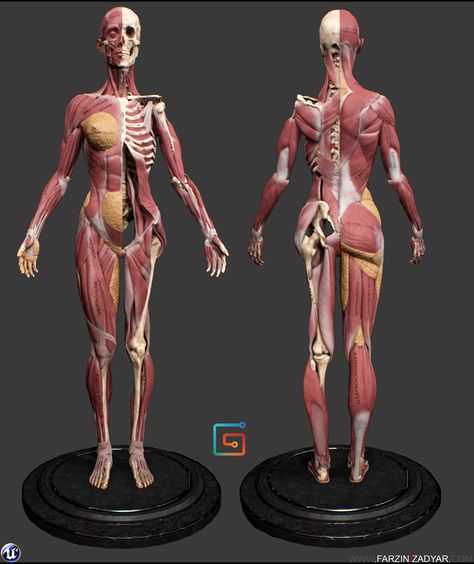 Muscle Anatomy Female, Anatomy Body Reference, Female Muscle Anatomy, Woman Anatomy Reference, Female Anatomy Model, Sculpture Anatomy, Woman Anatomy, Anime Anatomy, Human Anatomy Female