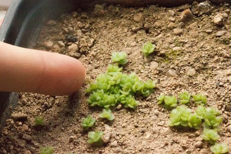 How to Grow Succulents From Seed • The Greedy Vegan Growing Succulents From Seed, Grow Succulents, Succulent Landscape Design, Growing Tomatoes In Containers, Succulent Seeds, Succulent Landscaping, Plants Growing, Types Of Succulents, Growing Succulents