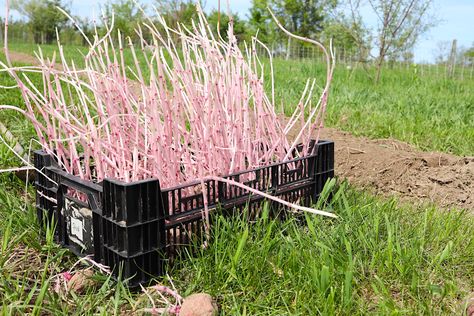 Planting Seed Potatoes, Sprouting Potatoes, Potato Varieties, Canned Potatoes, How To Store Potatoes, Planting Potatoes, Homesteading Skills, Growing Potatoes, Soil Layers