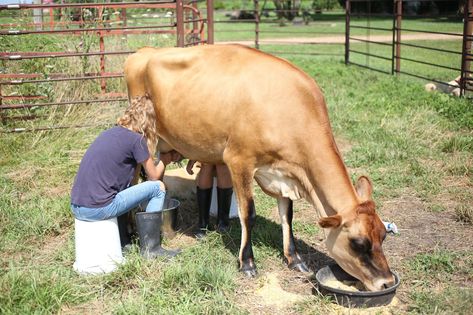 How to Milk a Cow - The Everyday Farmhouse Milk A Cow, Milking A Cow, Milking Cow, Milking Cows, Milk Cows, Infographic Ideas, Hereford Cows, Family Homestead, Dream Jobs