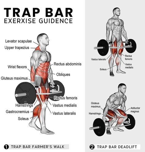 When performing trap bar deadlifts for the purpose of building muscle, it is generally recommended to use a rep range of 8-12 reps per set. This rep range is considered to be the "hypertrophy range," as it has been shown to be effective for promoting muscle growth. It's also important to note that trap bar deadlifts are a compound movement that work multiple muscle groups like glutes, hamstrings, quads and lower back. Take care! 💪😁 Deadlift Muscles Worked, Hex Bar Deadlift, Trap Bar Deadlift, Leg Workouts Gym, Farmers Walk, Best Gym Workout, Workout Splits, Bodybuilding Workout Plan, Power Training