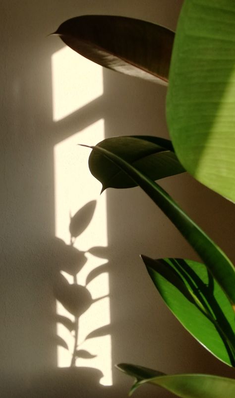 sunshine & lovely plant & a poetry Morning Light Aesthetic, House Plants Aesthetic, Plants Wallpaper, Sunlight Photography, Creative Snaps For Snapchat, Plants Aesthetic, Shadow Plants, Mood Images, Plant Strong