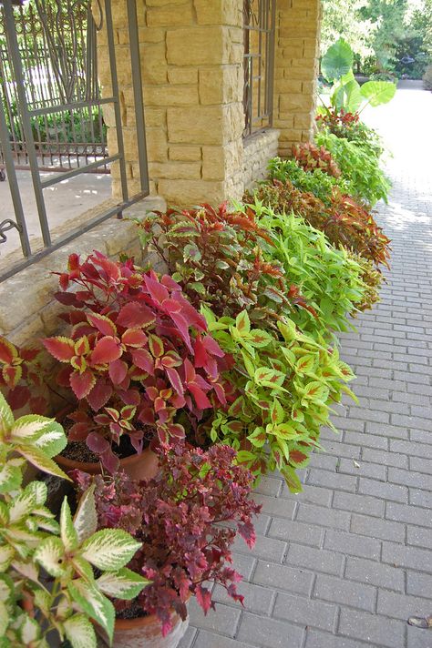 Crazy Coleus Lady – Far Out Flora Garden Container Ideas, Garden Container, Shade Garden Plants, Tropical Garden Design, Front Garden Landscape, Container Garden Design, Container Ideas, Container Gardening Flowers, Recycled Garden