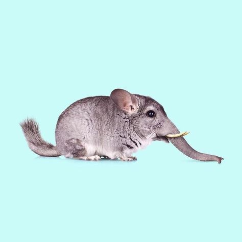 Photoshopped Animals, Clinic Logo, Digital Collages, Animals And Plants, Funny Animal Photos, Strange Photos, Art Archive, Character Sketch, Character Design References