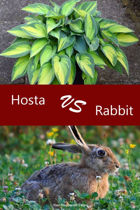 Yes, rabbits can and do eat hosta plants. What’s worse, they don’t care what type of hostas you plant. I know some people claim that they only like certain types, but I experimented by planting a large variety. When the rabbits came through, they ate all of them. It didn’t matter what type of style hosta they were. When you’re fighting an ongoing battle with the rabbits over your hosta plants, you realize that you’ll try just about everything to deter them… Rabbit Deterrent, Types Of Hostas, Deer Repellent, Rabbit Repellent, Hosta Care, Deer Repellant, Shade Landscaping, Outside Plants, Shade Garden Plants