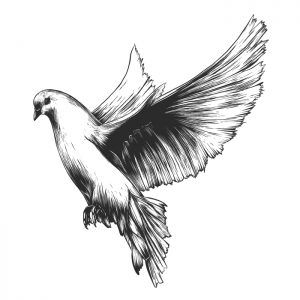 Dove Sketches, Pigeon Tattoo, Natur Tattoo Arm, Dove Drawing, Dove Tattoo Design, Arte Zombie, Dove Tattoos, Dove Tattoo, Hand Drawn Vector Illustrations