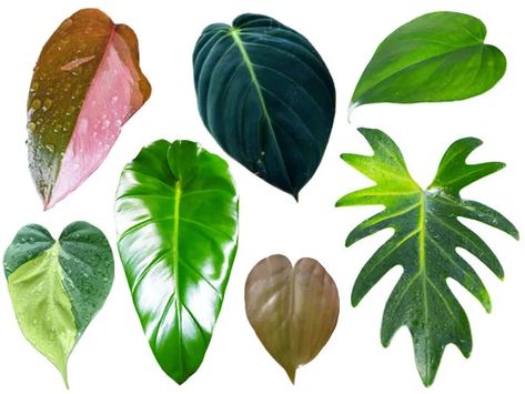 Plant Leaf Identification, Leaf Identification, Mexican Garden, Alocasia Plant, Calla Lily Flowers, Philodendron Plant, Green Veins, White Knight, Philodendron Monstera