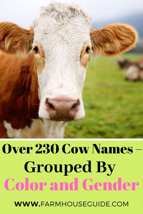 There are various ways you can come up with the perfect name for your cow. In this post, I’ve compiled over 200 awesome cow names and sorted them into categories for you. Cute Show Steer Names, Steer Names, Cow Names Ideas, Bull Names, Raising Cows, Guinea Hens, Female Cow, Cow Names, Breeds Of Cows