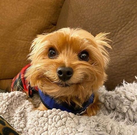 Dogs Eating, Yorkie Terrier, Yorkie Lovers, Yorkshire Terriers, Yorkie Dogs, Yorkshire Terrier Puppies, Terrier Puppies, Silly Dogs, Yorkie Puppy