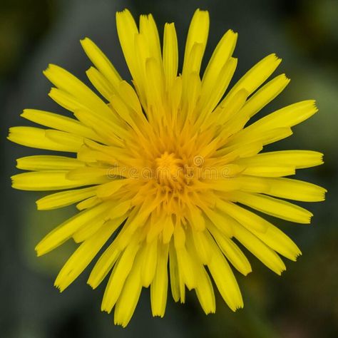 Dandelion Images Flower, Yellow Dandelion Drawing, Dandelion Reference, Yellow Dandelion Tattoo, Dandelion Photo, Dandelion Drawing, Yellow Dandelion, Dandelion Plant, Ring Tattoo