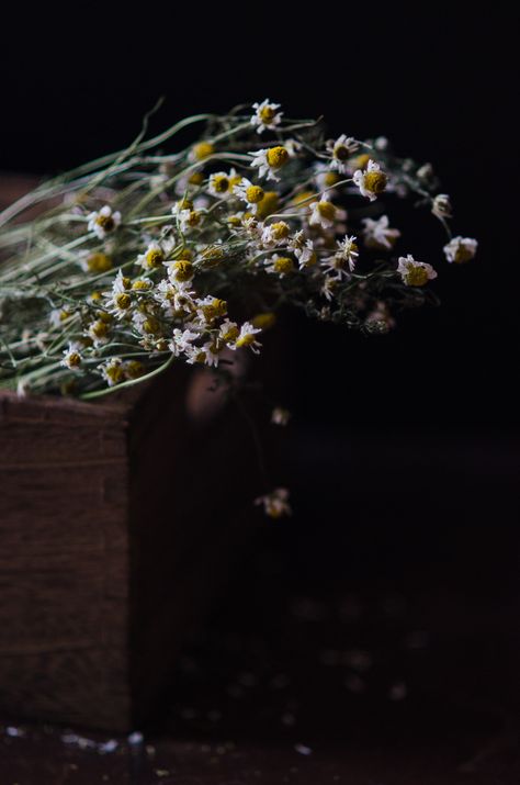 Dried Chamomile | At Down Under | Viviane Perenyi Dried Chamomile, Natural Medicine, Raw Material, The Flowers, Upside Down, Nature Beauty, Still Life, The Kitchen, Dandelion