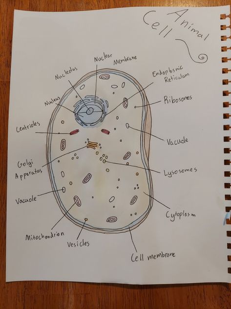 Animal Cell Drawing With Label, Animal Cell Drawing, Cells Drawing, Cell Poster, Cell Drawing, Plant Cell Diagram, Science Diagram, Animal Cell Project, Drawing Worksheets