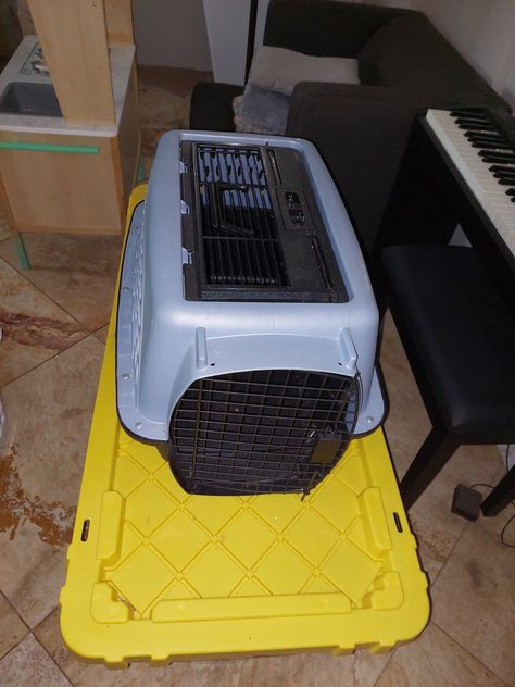 Hollywood Fl, Animal Cat, Air Travel, Pet Carriers, Hard Plastic, In Hollywood, Pet Travel, Shells, Hollywood