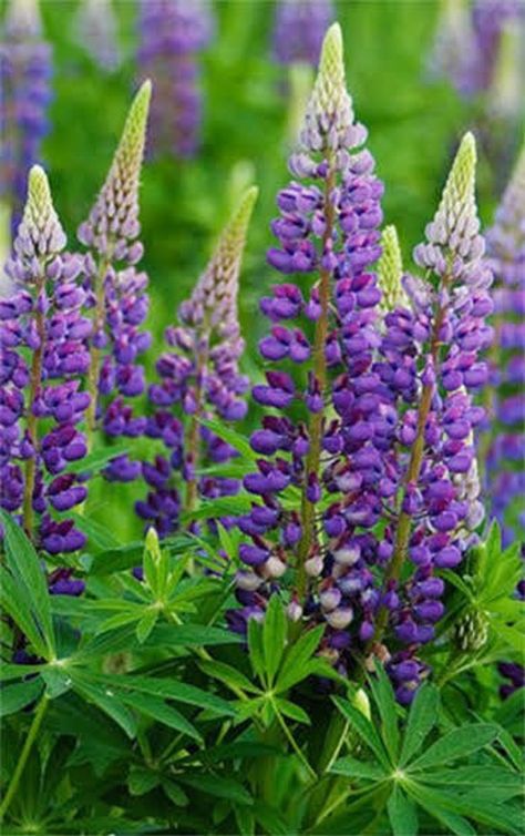 Lupins Flowers, Colourful Pictures, Purple Flower Bouquet, Country Garden Design, Flowers Australia, Purple Flowers Garden, Lupine Flowers, Northern Africa, Purple Garden