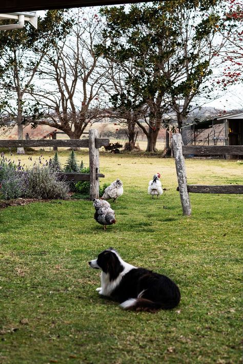 Australian Dog Breeds, Abandoned Farmhouse, Sea Change, Future Farms, Farm Lifestyle, Farm Dogs, Country Lifestyle, Country Farm, Farm Gardens