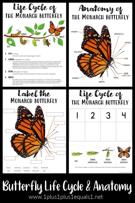 Butterfly Life Cycle & Anatomy Printables - 1+1+1=1 Monarch Life Cycle, Butterfly Life Cycle Kindergarten, Anatomy Printables, Butterfly Science Activities, Butterfly Unit Study, Monarch Butterfly Life Cycle, Life Cycles Kindergarten, Monarch Butterfly Garden, Butterfly Science