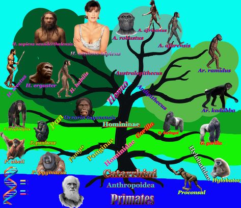 Human family tree Human Evolution Tree, Biology Teacher, Human Evolution, Primates, Family Tree, Biology, Evolution, Places To Visit, Human