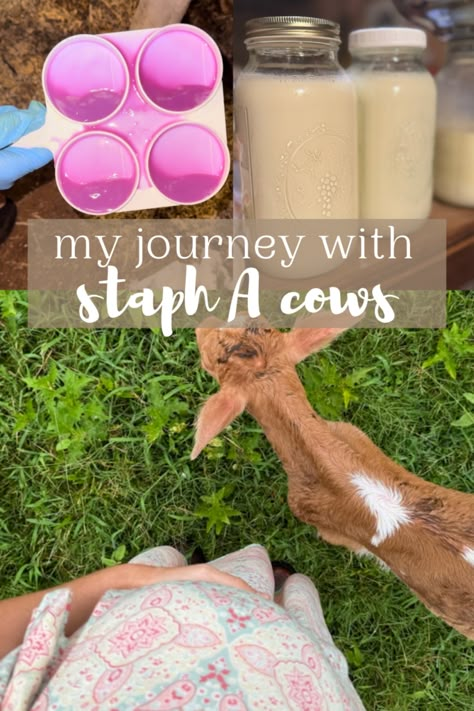 My journey with Staph A cows - Wilson Homestead Homesteading Family, Two Cows, Animals On The Farm, Homestead Blog, Simple Living Lifestyle, Low Milk Supply, Dairy Cows, Birth Stories, Milk Cow