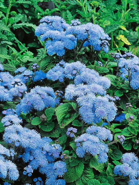 Put one of these colorful annuals in your garden beds to keep hungry bunnies at bay. Floss Flower, Rabbit Resistant Plants, Hgtv Garden, Blue Garden, Annual Flowers, Garden Recipes, Garden Pictures, Low Maintenance Plants, Pretty Plants