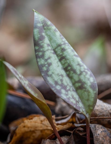 Missouri Wildflowers, Botanical Reference, Native American Rituals, Cooking Trout, Salvia Apiana, Trout Lily, Wiccan Rituals, Blessed Be, Carrot Seeds