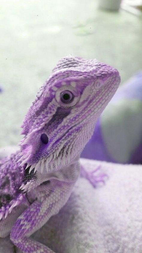 A rare color in bearded dragon #beardeddragon #rarecolor #purple Fancy Bearded Dragon, Bearded Dragon Colors, Bearded Dragon Cage, Bearded Dragon Habitat, Bearded Dragon Diet, Baby Bearded Dragon, Bearded Dragon Cute, Bearded Dragon Care, Pet Lizards