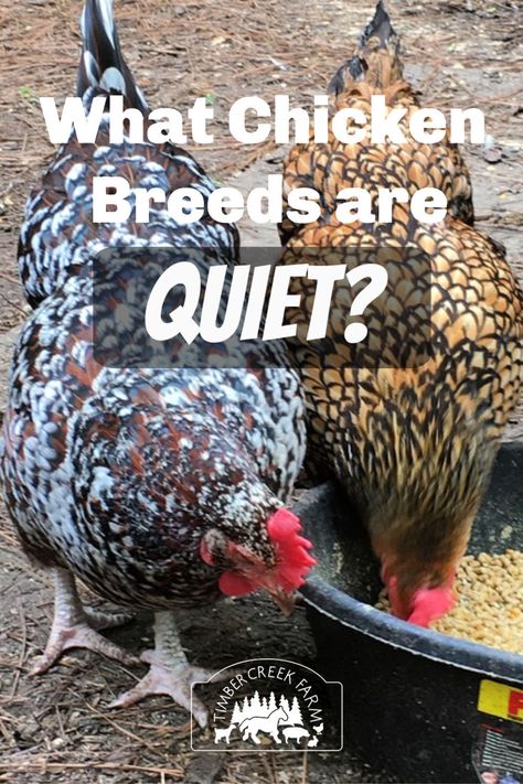 Quiet Chickens - What Breeds to Choose in the Suburbs - Timber Creek Farm Montana Farm, Easter Eggers, Chicken Tractors, Chicken Pictures, Chicken Owner, Chicken Toys, Backyard Poultry, Keeping Chickens, Cute Chickens