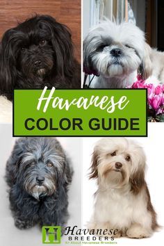 Chocolate Havanese Dogs, Black Havanese Dogs, Havanese Dogs Haircuts, Havanese Dogs Full Grown, Chocolate Havanese, Havanese Breeders, Havanese Haircuts, Animal Tips, Havanese Grooming