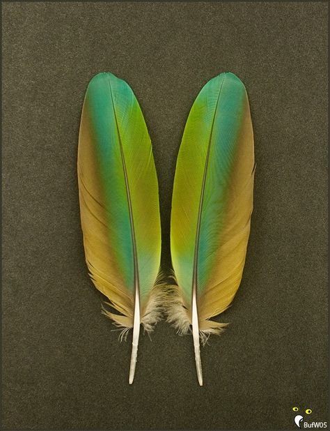 ... Color Palette From Image, Wing Feathers, Parrot Feather, Dream Catcher Art, Macaw Parrot, Gold Wing, Blue Green Gold, Peacock Bird, Feather Painting