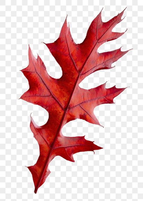 Red Oak Leaf, Leaves Png, Flowers Png, Carving Art, Fall Png, Fall Leaf, Oak Leaves, Wood Carving Art, Bag Charms