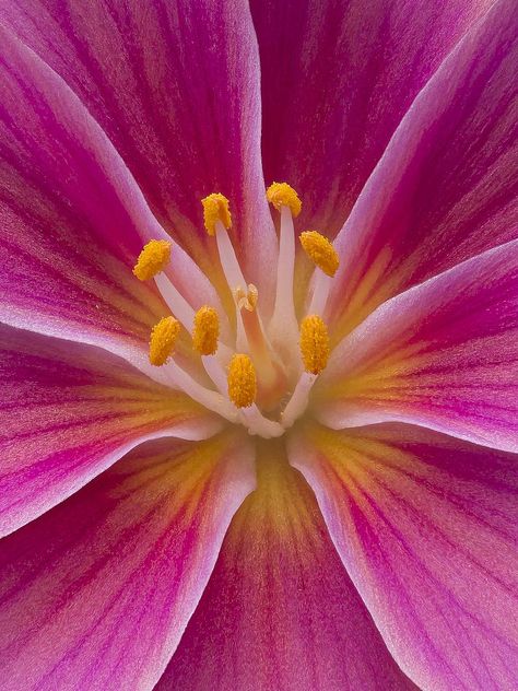 Nature Close Up Photographs, Flowers Close Up, Lewisia Flower, Botanical Garden Photography, Lewisia Cotyledon, Foto Macro, Macro Photography Flowers, Botanical Photography, Flower Close Up