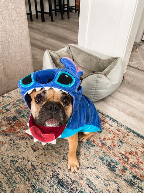 Frenchie Halloween Costumes, Lelo And Stitch Costumes, Stitch Dog Costume, Silly Pumpkin Faces, Silly Pumpkin, Stitch From Lilo And Stitch, Stitch Costume, Cute Small Dogs, Lilo Y Stitch