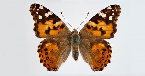 Butterfly Museum, The Painted Lady, Vanessa Cardui, History University, Painted Lady Butterfly, Lady Butterfly, University Of Colorado Boulder, Butterfly Species, Image Painting