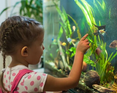 Kids Aquarium, Cool Fish Tanks, Salt Water Fish, Fishing For Beginners, Baby Fish, Group Of Dogs, Marine Aquarium, Kids Fishing, Puppy Supplies