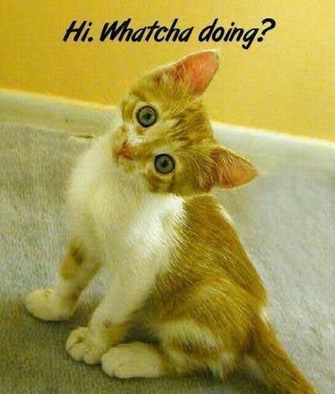 Funny Good Morning Images, Funny Pictures With Captions, Cute Good Morning, Funny Captions, Cat Quotes, Cute Animal Pictures, Animal Quotes, Funny Animal Pictures, 귀여운 동물