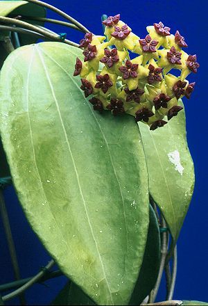 Hoya cinnamomifolia Hoya Cinnamomifolia, Hoyas Plant, Hoya Bloom, Hoya Plant, Wax Plant, Hoya Carnosa, Strange Flowers, Plant Projects, Wax Flowers