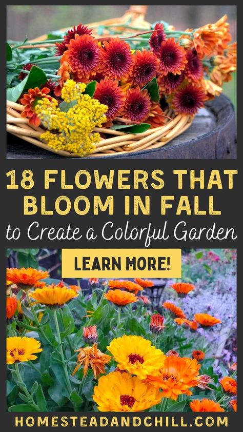 What Flowers Bloom In Fall, Garden In Fall, Flowers To Grow In Fall, When To Plant Fall Flowers, Fall Blooming Plants, Fall Bulbs To Plant, Fall Flowering Perennials, Fall Flowers To Plant In September, Types Of Fall Flowers