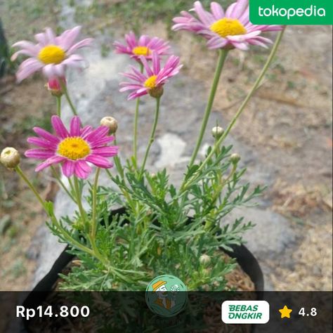 Tanaman Hias Outdoor, Cosmos, Pink