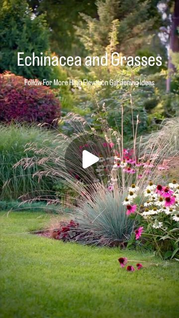 MAGIC BEANS LANDSCAPING - COLORADO on Instagram: "Recognization and grasses. Follow for more high elevation gardening tips! #Regeneration #Sustainability #Gardening" Landscaping Colorado, Landscape Meadow, Magic Beans, May 11, Grasses, Gardening Tips, Follow For More, Landscaping, Sustainability