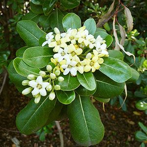 Japanese pittosporum Japanese Pittosporum, Blushing Bride Hydrangea, Pittosporum Tobira, Dogwood Shrub, Big White Flowers, Smooth Hydrangea, Garden Hedges, Mock Orange, White Plants