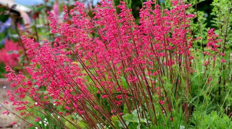 Part Shade Perennials, Part Shade Plants, Full Shade Plants, Ground Orchids, Partial Shade Plants, Shade Shrubs, Rock Plants, Zone 7, Plant Zones