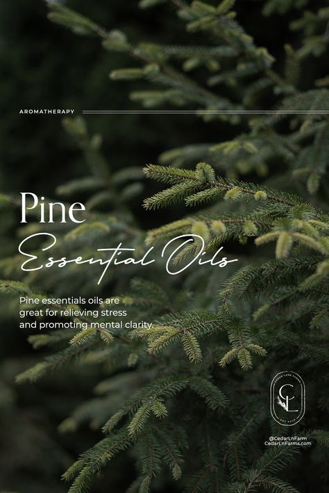 Pine Essential Oil Benefits, Oil Ads, Pine Essential Oil, Pine Oil, Essential Oil Companies, Media Branding, Spiritual Coach, Essential Oil Benefits, Carrier Oil