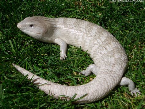 Blue Tongue Skink Morph Silver Tanimbar Blue Tongue Skink, Reptile Room, Cute Reptiles, Reptile Enclosure, Reptiles Pet, Reptiles And Amphibians, Bearded Dragon, Cute Creatures, Exotic Pets