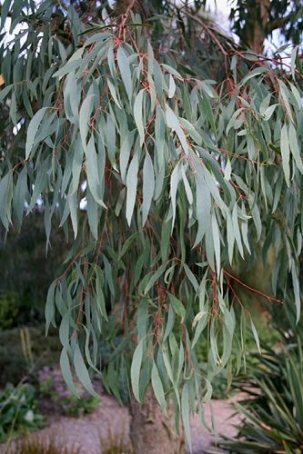 The Most Cold Hardy Eucalyptus Tree Varieties For Growing Outdoors | Wilson Bros Gardens Willow Leaf, Eucalyptus Tree, Planting, Free Shipping, Plants